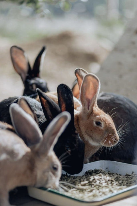 L’Autre Ferme, Association de protection des animaux